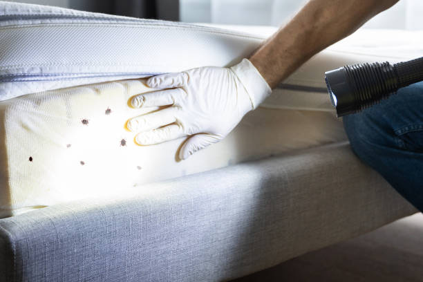 Best Wasp Removal Services  in Norton, KS