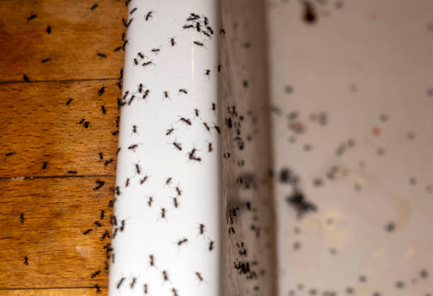 Best Ant Control Services  in Norton, KS